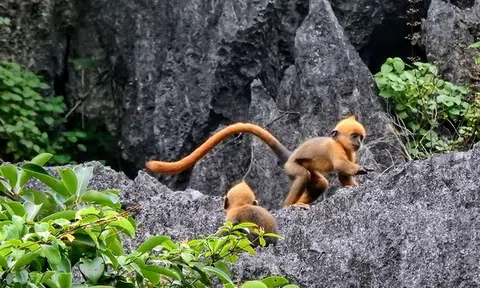 Sinh thêm 15 con, liệu voọc Cát Bà có thoát khỏi nguy cơ tuyệt chủng?